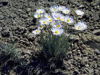 Erigeron bellidiastrum (Western daisy fleabane)