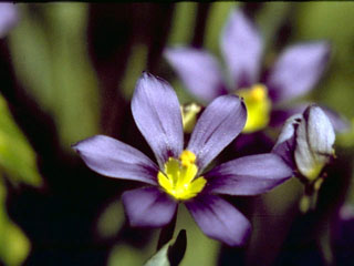 Sisyrinchium langloisii (Roadside blue-eyed grass)