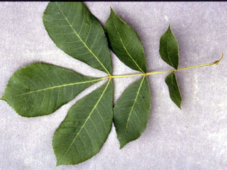 Carya tomentosa (Mockernut hickory)