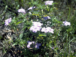 Ruellia caroliniensis var. cinerascens (Carolina wild petunia)