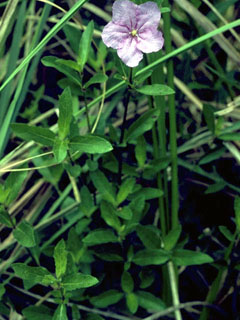 Ruellia pedunculata ssp. pinetorum (Stalked wild petunia)