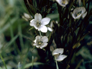 Lomatogonium rotatum (Marsh felwort)