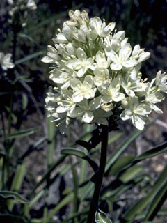 Frasera montana (White frasera)