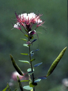 Polanisia dodecandra ssp. dodecandra (Redwhisker clammyweed)