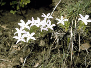 Arenaria fendleri (Fendler's sandwort)