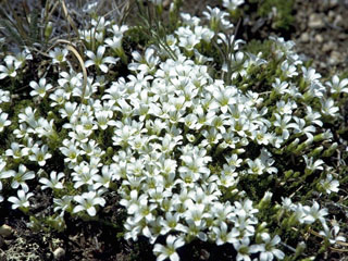 Minuartia obtusiloba (Twinflower sandwort)