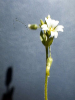 Cerastium brachypodum (Short-stalk chickweed)