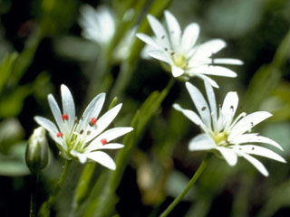 Stellaria longipes (Longstalk starwort)