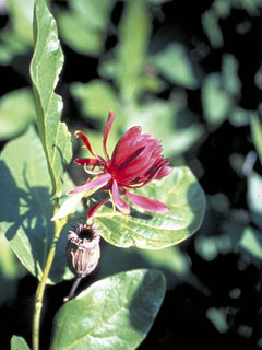 Calycanthus occidentalis (Western sweetshrub)