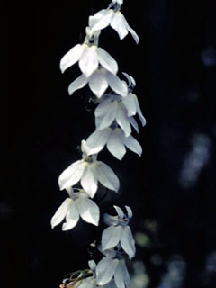 Lobelia appendiculata (Pale lobelia)