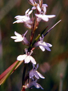 Lobelia spicata var. hirtella (Palespike lobelia)