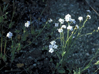 Plagiobothrys nothofulvus (Rusty popcorn-flower)