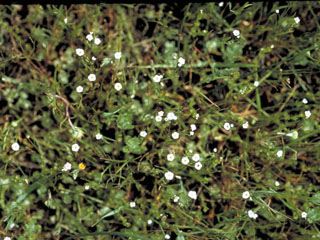 Plagiobothrys stipitatus var. stipitatus (Stalked popcornflower)