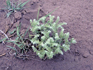 Cryptantha angustifolia (Panamint cryptantha)