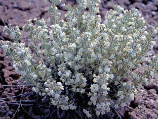 Cryptantha flavoculata (Roughseed cryptantha)