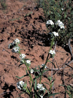 Cryptantha longiflora (Longflower cryptantha)