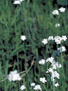 Cryptantha micromeres (Pygmyflower cryptantha)