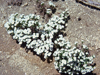 Cryptantha roosiorum (Bristlecone cryptantha)
