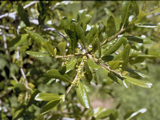 Quercus fusiformis (Escarpment live oak)