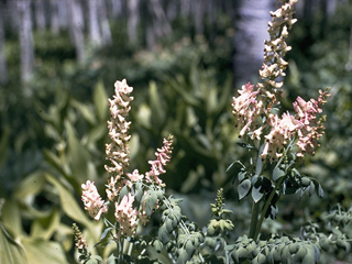 Corydalis caseana (Sierra fumewort)