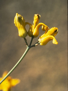 Ehrendorferia chrysantha (Golden eardrops)