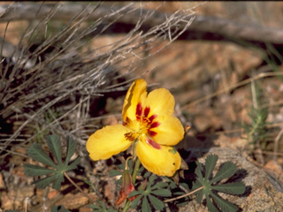 Amoreuxia palmatifida (Mexican yellowshow)