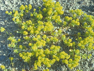 Lepidium flavum (Yellow pepperweed)