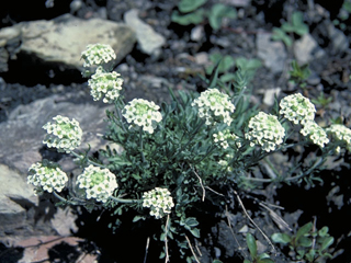Smelowskia calycina (Alpine smelowskia)