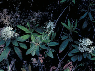Ledum groenlandicum (Bog labrador tea)
