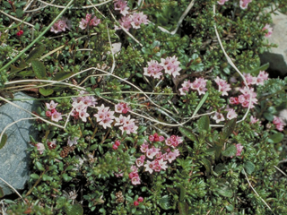 Loiseleuria procumbens (Alpine azalea)