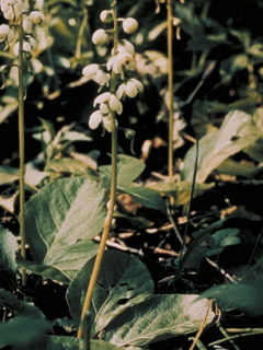 Pyrola americana (American wintergreen)