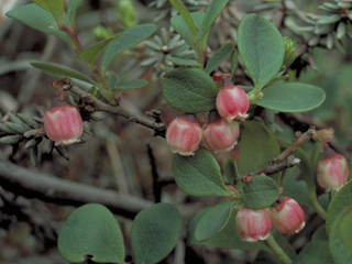 Vaccinium uliginosum (Bog blueberry)