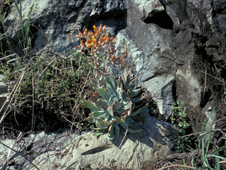 Dudleya farinosa (Powdery liveforever)