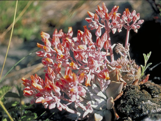 Sedum obtusatum (Sierra stonecrop)