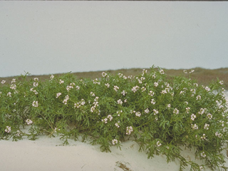 Cakile lanceolata ssp. fusiformis (Coastal searocket)