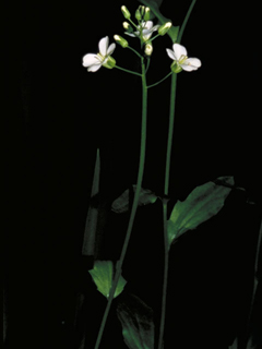 Cardamine pratensis (Cuckoo flower)