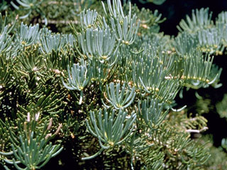 Abies concolor (White fir)