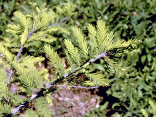 Taxodium mucronatum (Montezuma bald cypress)