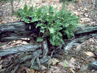 Pleopeltis polypodioides ssp. polypodioides (Resurrection fern)