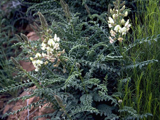 Peteria thompsoniae (Thompson's peteria)
