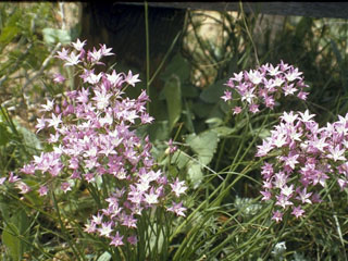 Allium drummondii (Drummond's onion)