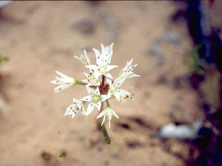 Allium nevadense (Nevada onion)