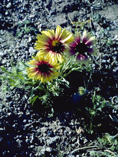 Gaillardia arizonica (Arizona blanketflower)