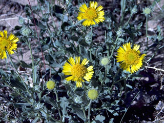 Gaillardia parryi (Parry's blanketflower)
