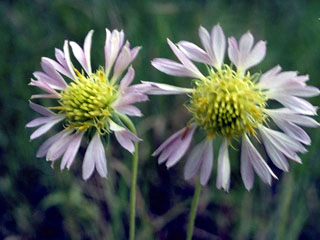 Gaillardia aestivalis var. winkleri (Winkler's blanketflower)