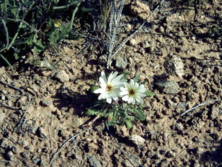 Glyptopleura setulosa (Holy dandelion)