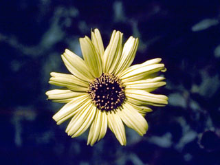 Helianthus gracilentus (Slender sunflower)