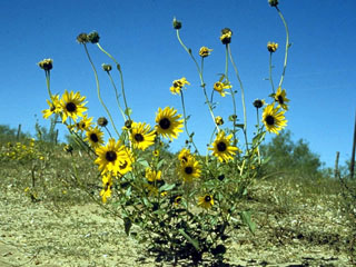 Helianthus petiolaris (Prairie sunflower)