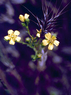 Hemizonia fasciculata (Clustered tarweed)