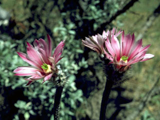 Echinocereus poselgeri (Dahlia hedgehog cactus)